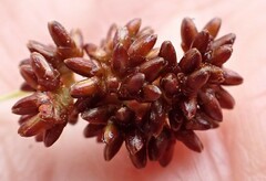 Elegia thyrsoidea