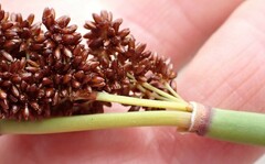 Elegia thyrsoidea