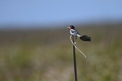 Alectrurus risora