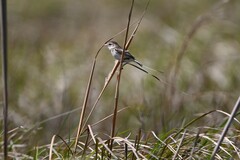 Alectrurus risora