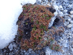 Acaena antarctica