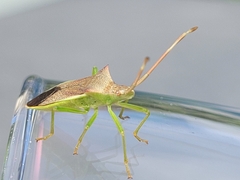 Gonocerus insidiator