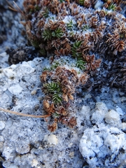 Acaena antarctica