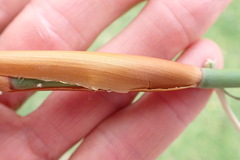 Elegia thyrsoidea
