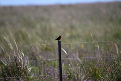 Leistes superciliaris