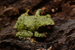 Kurixalus eiffingeri