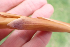 Elegia thyrsoidea