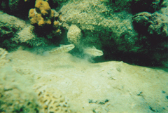 Amblygobius albimaculatus