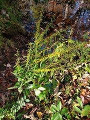Solidago curtisii