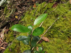 Symplocos theiformis