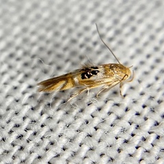 Hieromantis ephodophora