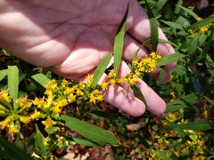 Solidago curtisii