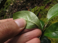 Symplocos theiformis