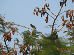 Psilopogon haemacephalus