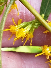 Solidago curtisii
