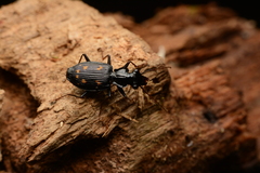 Pericalus formosanus