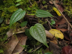 Smilax tomentosa