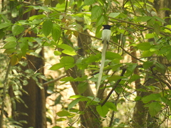 Terpsiphone paradisi