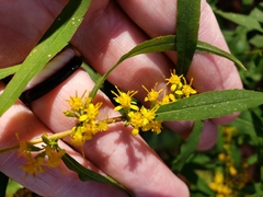 Solidago curtisii
