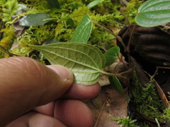 Smilax tomentosa