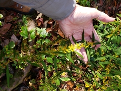 Solidago curtisii