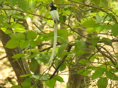 Terpsiphone paradisi