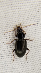Agonum punctiforme