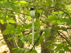 Terpsiphone paradisi