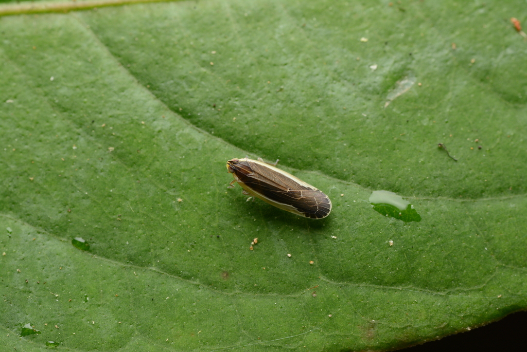 Semibetatropis