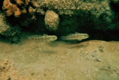 Amblygobius albimaculatus