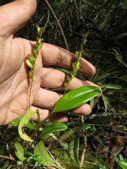 Stelis