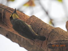 Psilopogon haemacephalus