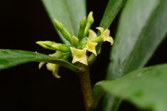 Daphne arisanensis