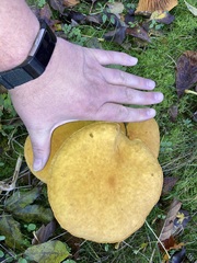 Cystoderma aureum