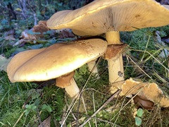 Cystoderma aureum