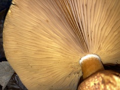 Cystoderma aureum