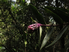 Elleanthus smithii