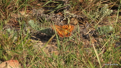 Catacroptera cloanthe cloanthe