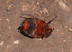 Heteronychus arator