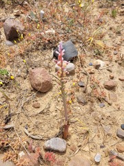 Lachenalia mutabilis