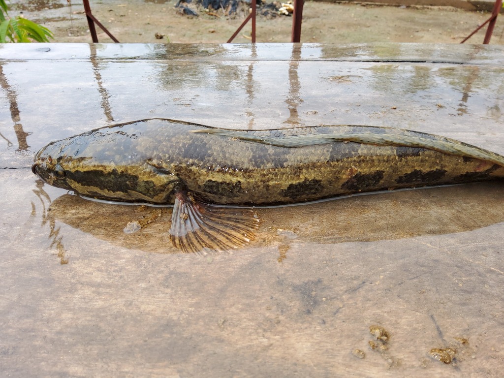 Obscure Snakehead from Tanguiéta, Bénin on September 30, 2022 at 10:06 ...