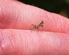 Orthodera ministralis