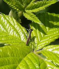 Orthodera ministralis
