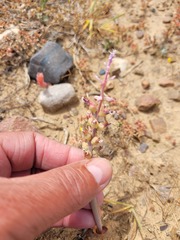 Lachenalia mutabilis