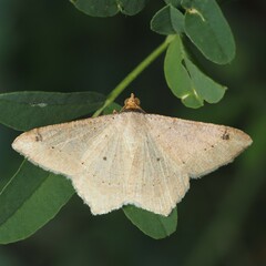 Psamatodes abydata