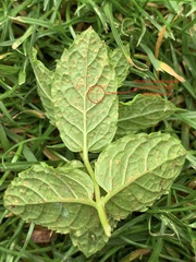 Puccinia menthae