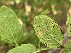 Puccinia menthae