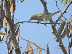 Iduna caligata