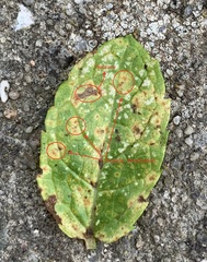 Puccinia menthae