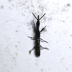Taphroderini